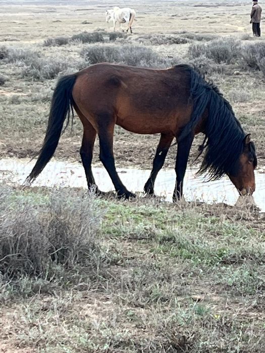 Екі қазақы жабы айғырлар сатылады