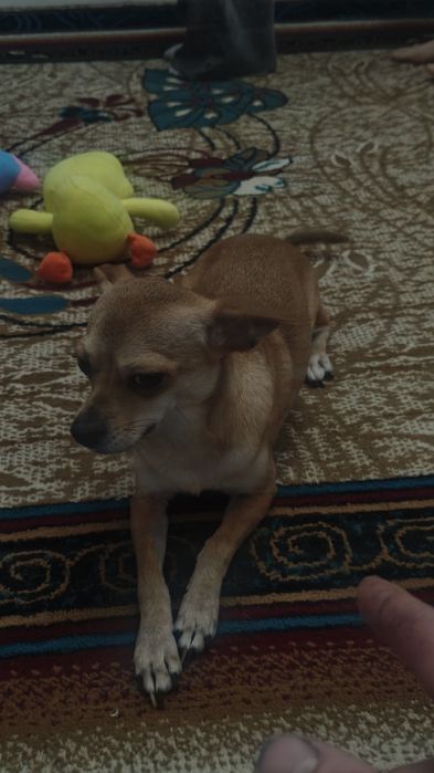 Продам молодого щенка торт терьера