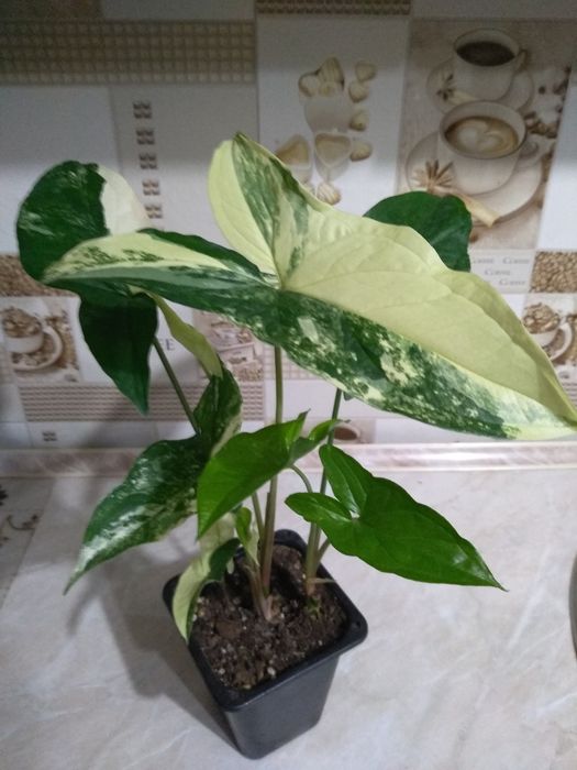 Продам Сингониумы