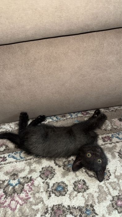 Отдаем котенка в хорошие руки