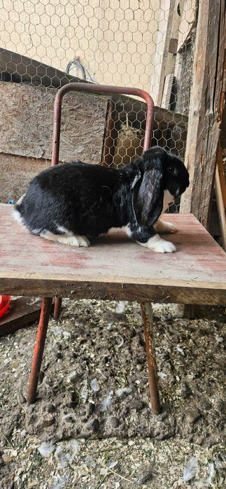 Mascul berbec german