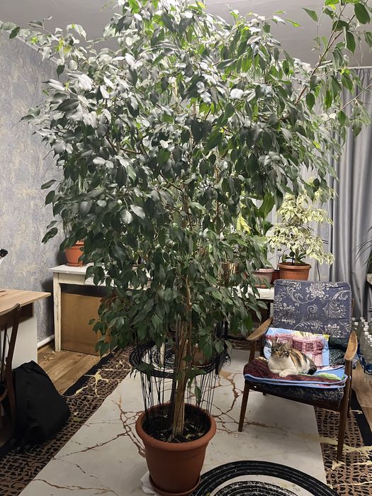 Растение Фикус бенджамина