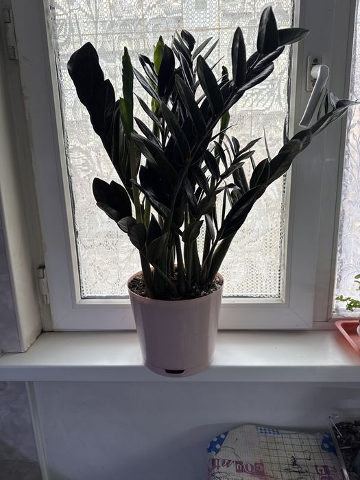 Продам замиакулькас Равен