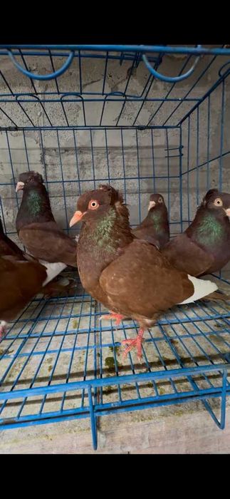 Американцы парами