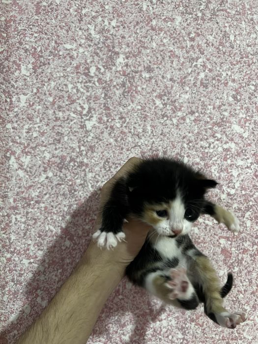 Отдам даром котят в хорошие руки