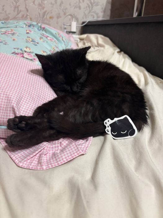 Отдаём котенка в добрые руки