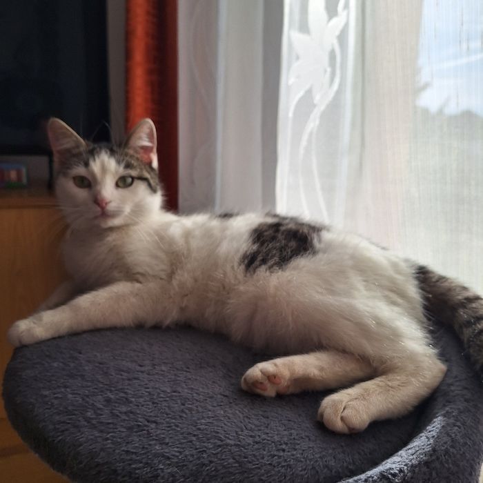 Donez pisici vârstă 8 luni