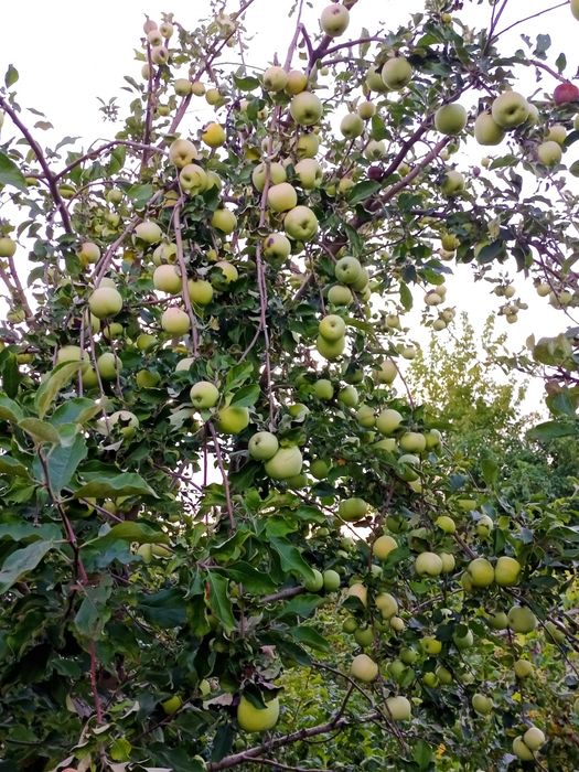 Продам дачу на берегу Илека