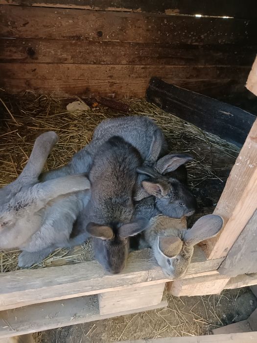 Iepuri uriaș german