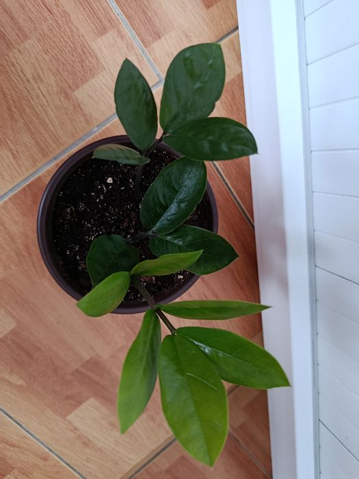 Долларовое дерево.