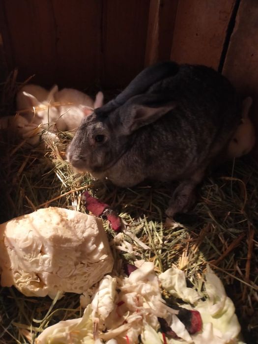 Крольчики срочно.