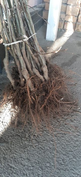 Продам саженцы Яблони