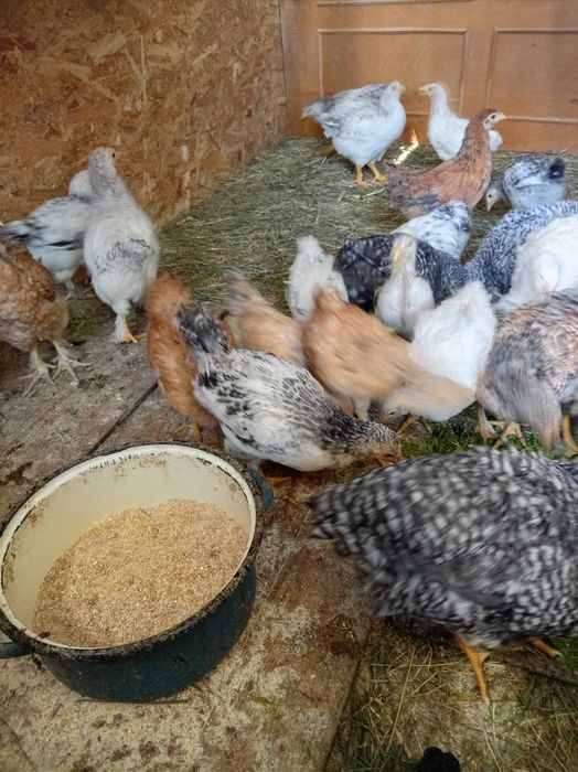 Vand pui de diferite vârste