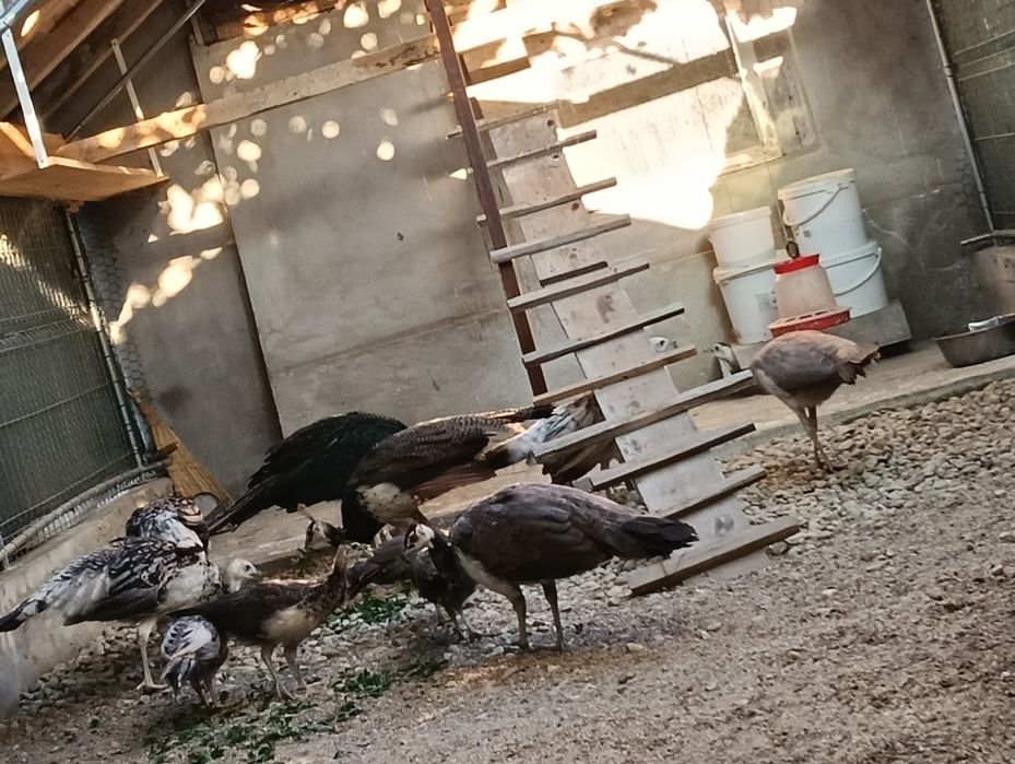Vând păuni diferite vârste