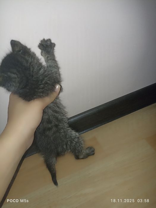 котик (100% мальчик;)