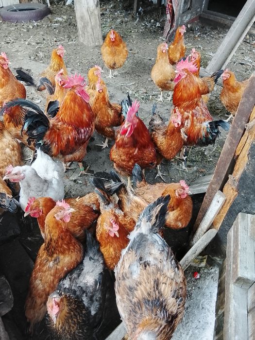Продам петухов в