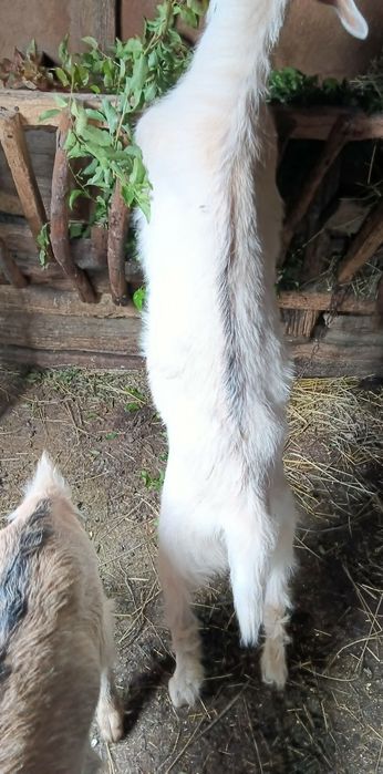 Animale domestice