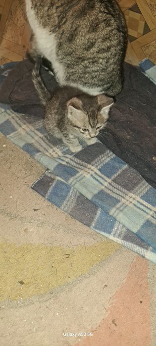 Отдам котят хороших