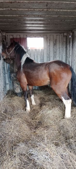 Сельхоз животные