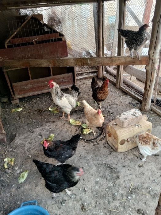 Тауыктар сатылады