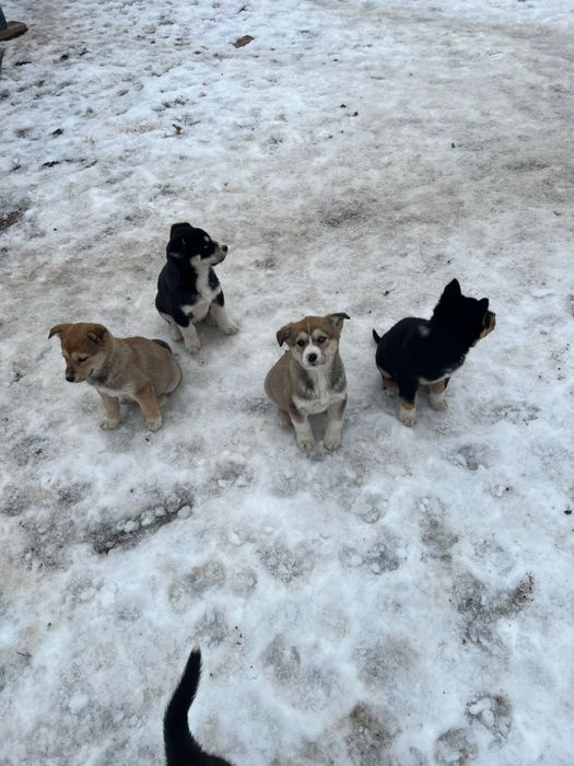 Продам щенков от мамы Хаски