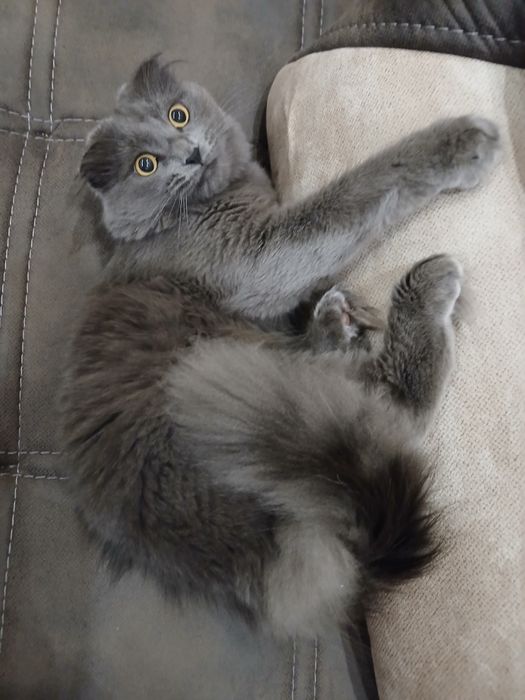 Шотландский вислоухий кот