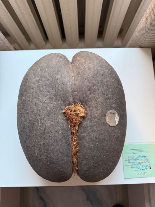 Продам уникальный орех Коко-де-Мер (Coco de Mer)