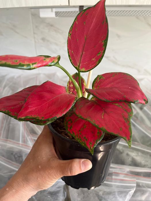 Комнатные растения