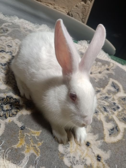 80 mingdan 4 oylik jaydari quyonlar