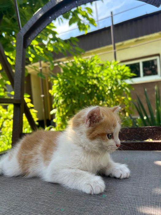 Котенок. Добрый.