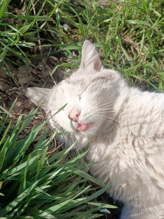 Пристраивается молодой котик