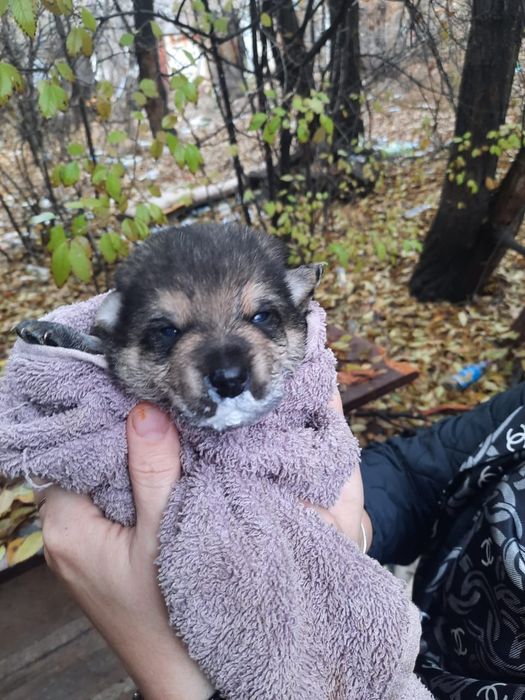 Кутята сироты ищят дом