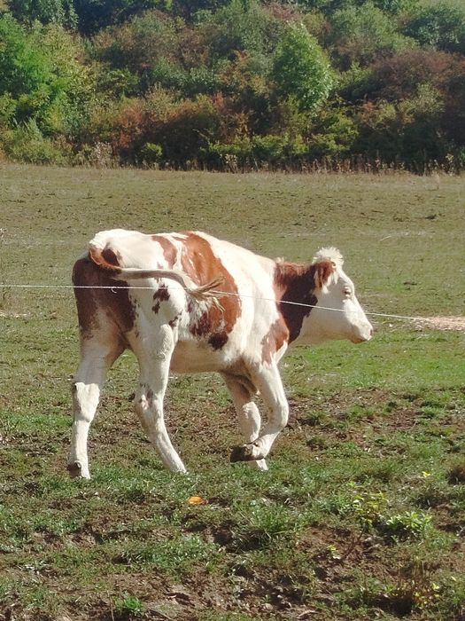 vând vițea de un an și 7 luni