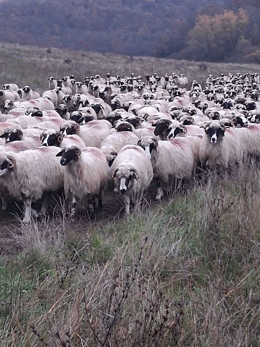 Vand 150 oi turcana breaza ,din efectiv de 250 de buc.