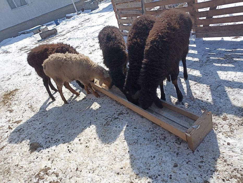 Тоқтылар сатылады