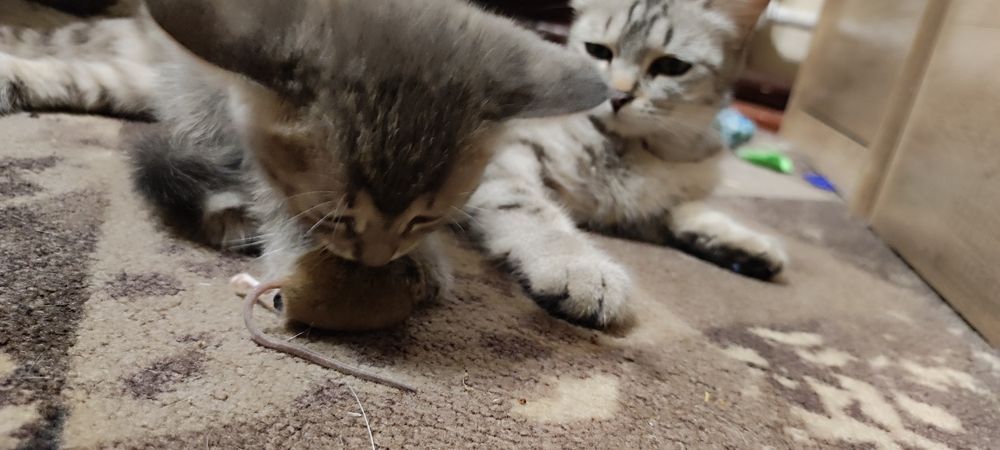 Котята от кошки крысолова.