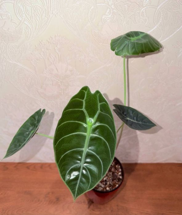 Алоказия, комнатные растения, комнатные цветы