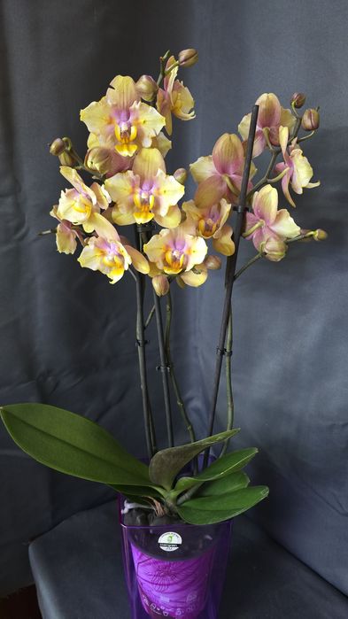 Эксклюзивная орхидея "Фонда"
