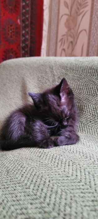 Отдам котенка в хорошие руки