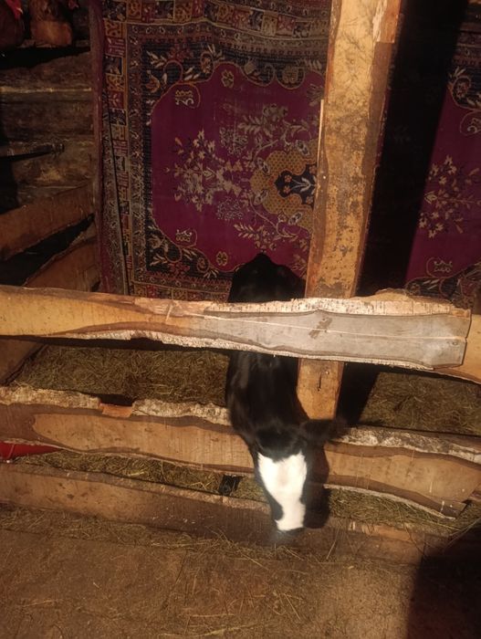 Продам телочку десяти дневную