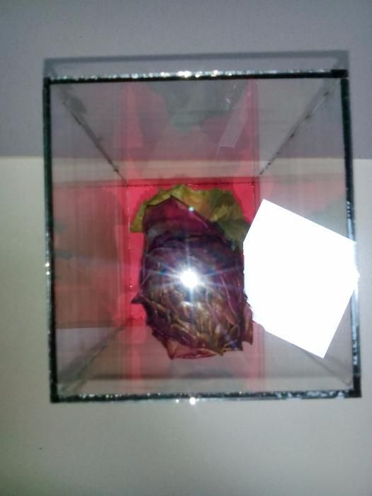 Роза за свети валентин или 8 март