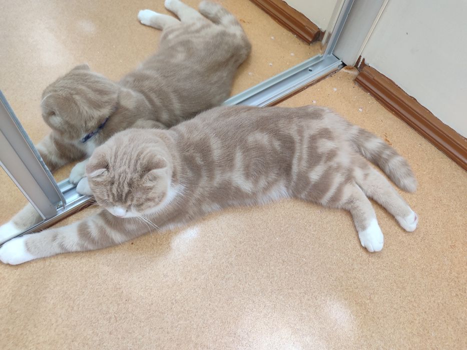 Scottish fold sotiladi