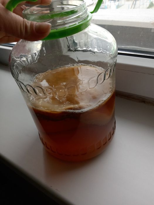 Продаю чайный гриб