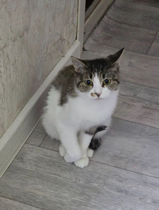 Кошечка девочка 6 мес