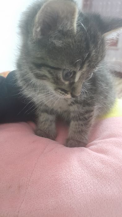 Мысықтар /Котята