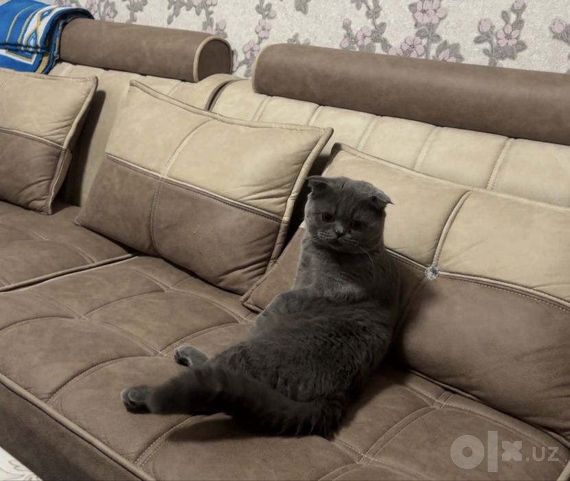 Zotdor Scottish fold⁠.