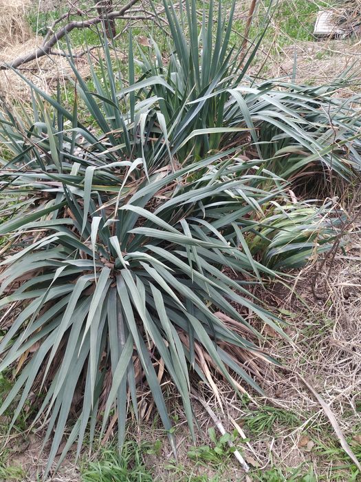 Юкка палила сотилади