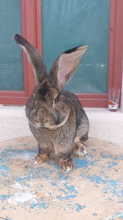 Iepuri rasa Urias German Gri