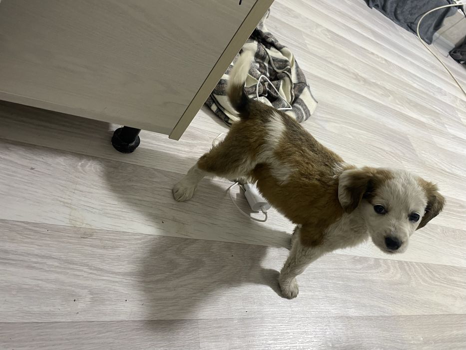 Срочно Отдам щенка бесплатно