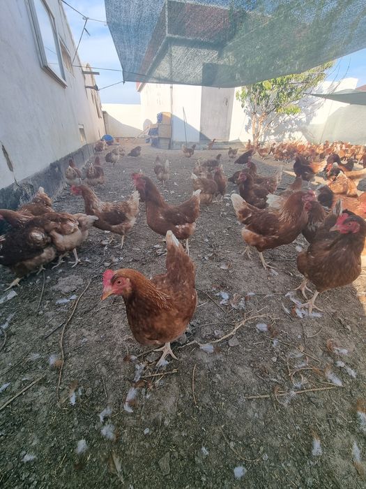 Ломан браун  Несутся (Несушки)